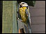 Blue Tit