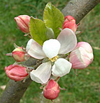 Apple blossom