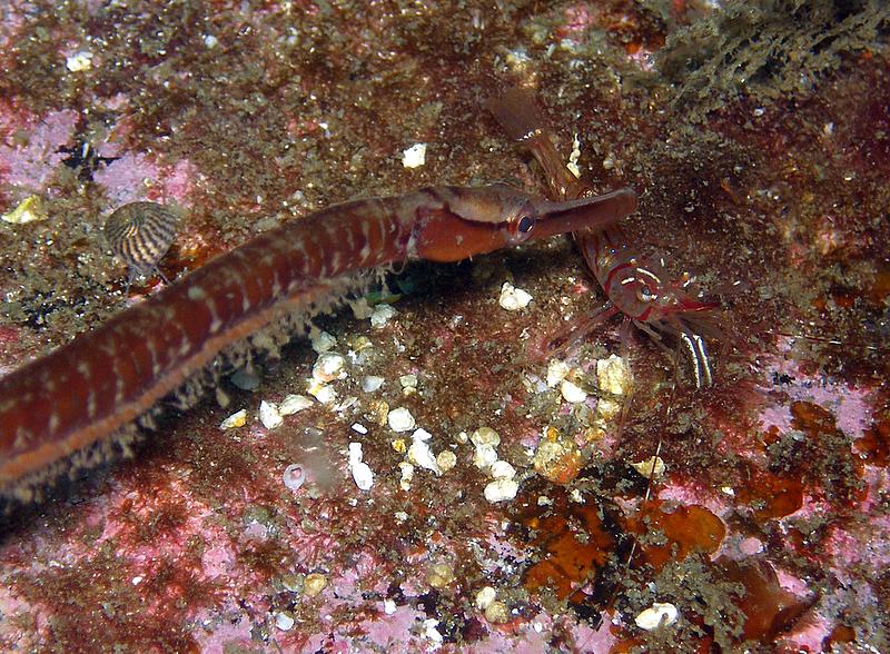 A pipe fish and shrimp behind him