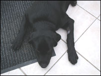 Moby the guide dog asleep on the floor