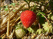 Allotemt strawberries