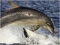 Dolphins c/o Charlie Phillips