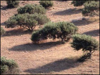 An olive tree plantation