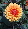 Dahlia 'David Howard'