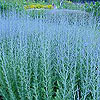Perovskia 'Blue Spire'