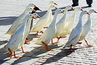 Hwyiaid o flaen Canolfan y Mileniwm