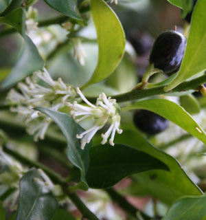 Sarcoccoca confusa