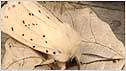 Moth