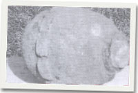 Y bom ganfyddodd Donald Glyn Pritchard