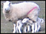 Sheep and lambs