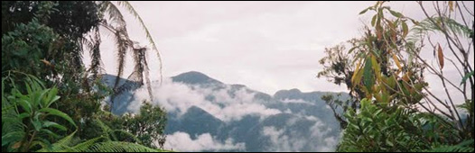 Bosque nublado. Foto: ACCA