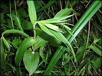 Broadeaf helleborine 