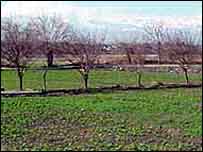 अफ़ीम की खेती