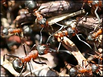 Wood ants