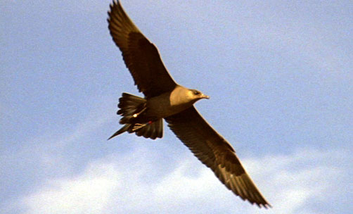 arctic_skua1.jpg
