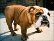 Bulldog (Foto: Documentário 'Pedigree Dogs Exposed' / Passionate Productions)