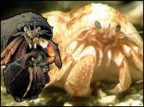 Hermit crabs