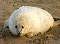Seal pup at Donna Nook