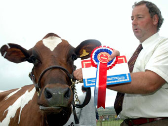 Andrew Oultram o Ewlo - pencampwr gwartheg Ayrshire