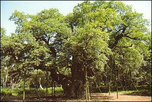 The Major Oak - 2001