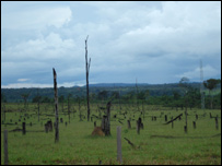 Deforestasi di Brasil