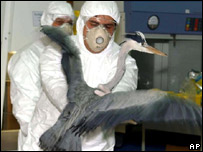 Shkencëtarët evropianë analizojnë shpendët e prekur nga virusi