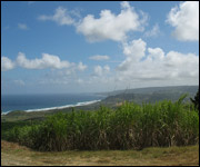 Sugar plantation