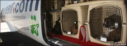 A Pet Airways flight with pets inside it