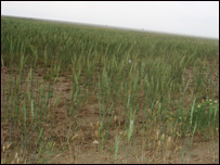 په کروندو دملخانوبريد