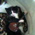 Fabien the cat from Rugby