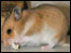 hamster