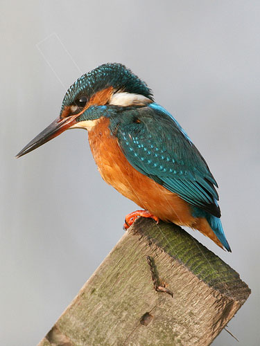 kingfisher