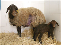 د لوه ناروغي