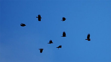 choughsinflight.jpg