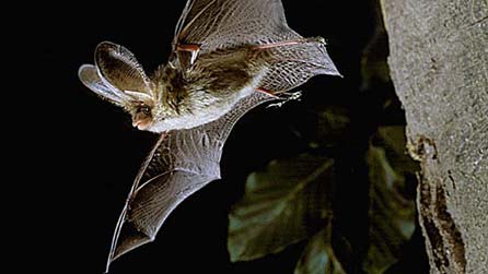 Bat. Image: Bat Conservation Trust