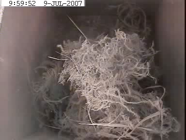 BBC Devon nest box 2