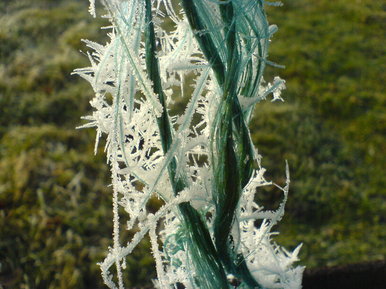 Rye frost