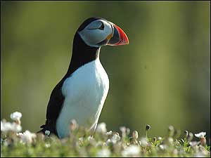 Lundy Island (Image: Puffin)