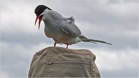Tern c/o Elizabeth Bigg