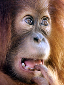 Orangutan - Associated Press