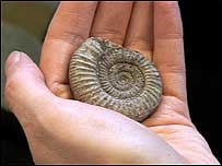 Ammonite