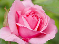 A perfect pink rose