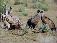 گِدھوں کتی جوڑی