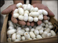 د ورېښموچينجی