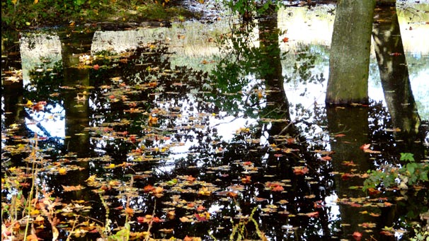 Autumn leaves floating in a pond with trees reflected in the water