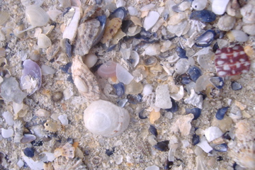 strand line - Huisinis