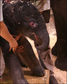 Parto de elefante na Austrália (Foto: Bobby-Jo Vial, Taronga Zoo)