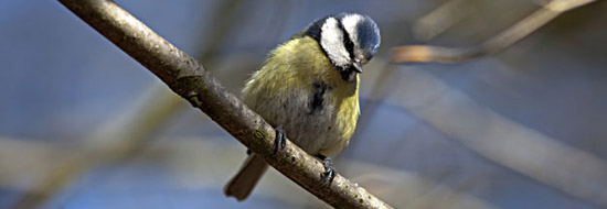 blue tit