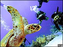 شرم الشيخ از مراکز سياحتی مورد علاقه جهانگردان اروپايی، عرب و اسرائيلی است