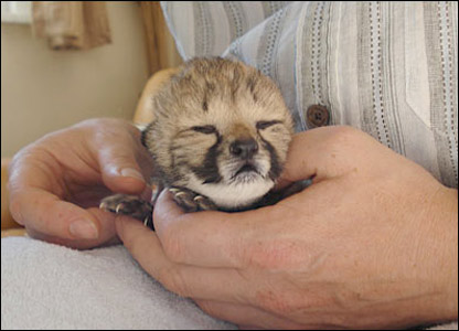 Báo con giống cheetah ở vườn thú Colchester, xứ Anh